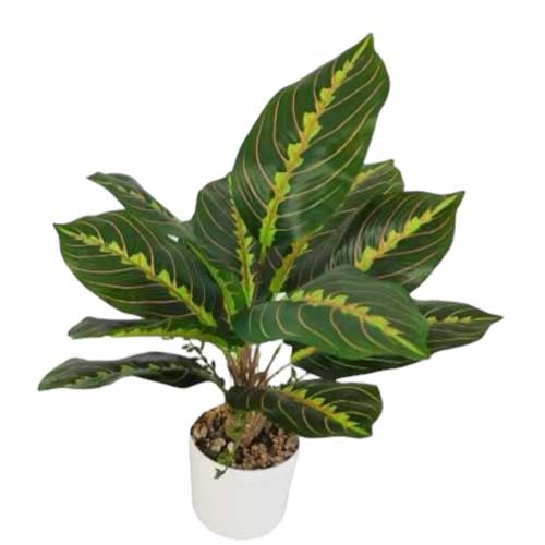 Planta Artificial Calatea Color 46cm