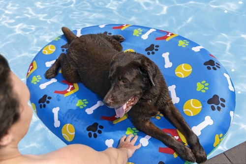 Colchón Para Mascotas 142x95x17 Bestway 43849